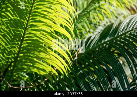 Profondeur courte abstraite (seulement quelques feuilles au foyer) d'arrière-plan tropical de champ - le soleil brille à travers la paume verte feuille Banque D'Images