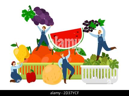 Les agriculteurs et les fruits. Illustration du vecteur de temps de récolte. Fruits frais et minuscules personnages plats. Récolte de fruits frais, saine agriculture naturelle Illustration de Vecteur