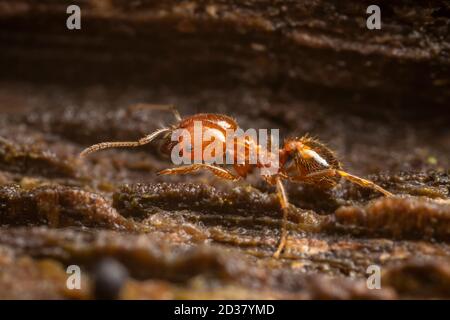 Ant à tête large (Pheidole dentata) Banque D'Images