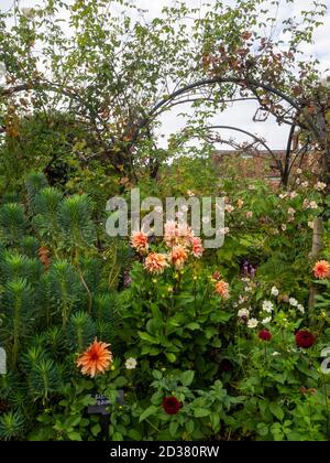 Chenies Manor Gardens en septembre. Escalade sur les arches avec Anemone Japonica, Dahlia 'Labyrinth' et Dahlia 'Babylon Bons', pâquerettes blanches. Banque D'Images