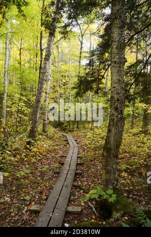 Couleurs des arbres d'automne dans une forêt mixte de conifères et de feuillus sur le sentier de la Cloche Silhouette, dans le parc provincial Killarney, Ontario, Canada. Banque D'Images