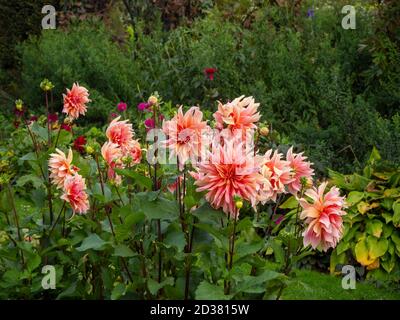 Chenies Manor Gardens en septembre ; magnifique Dahlia décoratif « labyrinthe » en pleine floraison avec des pétales courbes colorés. Banque D'Images