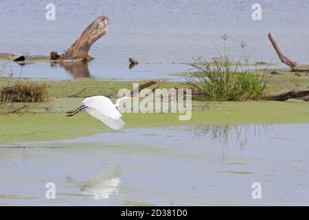 Une grande aigrette blanche rabats ses ailes comme elle vole d'un marais rempli d'algues. Des souches d'arbres et des herbes aquatiques entourent l'oiseau. Banque D'Images