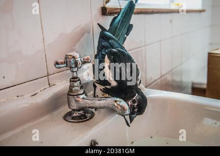 Magpie naissante et tame, sauvée à quelques jours de vie dans une salle de bain domestique jusqu'à ce qu'elle soit prête à être libérée dans la nature. Banque D'Images