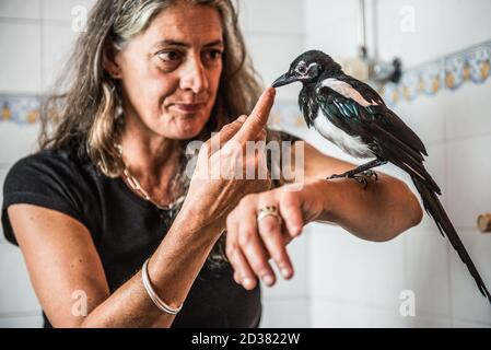 Magpie naissante sauvée à quelques jours de vie une salle de bains domestique et profiter de l'interaction avec les humains avant d'être libéré dans la nature Banque D'Images