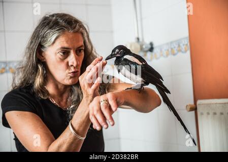 Magpie naissante sauvée à quelques jours de vie une salle de bains domestique et profiter de l'interaction avec les humains avant d'être libéré dans la nature Banque D'Images