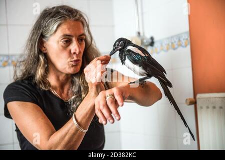 Magpie naissante et tame, sauvée à quelques jours de vie dans la salle de bains d'une femme cornish jusqu'à ce qu'elle soit prête à être libérée dans la nature. Banque D'Images