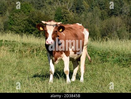 Vache sur le pâturage. Vache brune et blanche paissant sur la prairie. Banque D'Images