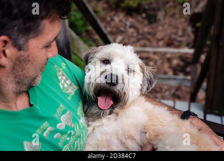 Gros plan d'un chien de terrier de wheaten sur les genoux de son propriétaire masculin. Banque D'Images