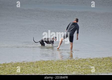 AUCKLAND, NOUVELLE-ZÉLANDE - 01 mars 2019 : Auckland / Nouvelle-Zélande - 09 2019 mars : l'homme joue avec un chien dans l'eau Banque D'Images