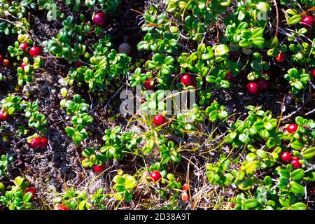 Macro d'une plante de partridgeberry claire, rouge cramoisi, mûre, comestible et douce qui pousse sur une branche basse avec une couverture de terre et des baies sauvages. Banque D'Images