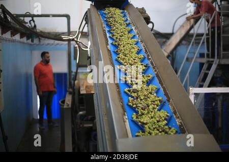 Khan Yunis, Palestine. 07e octobre 2020. Un travailleur palestinien a récolté des olives en machines de transformation dans une oliveraie lors de la récolte annuelle de l'olive à Khan Yunis, dans le sud de la bande de Gaza, le 7 octobre 2020. (Photo de Mahmoud Khatab/INA photo Agency/Sipa USA) crédit: SIPA USA/Alay Live News Banque D'Images