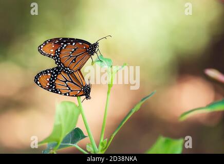Paire de papillons de la Reine (Danaus gilippus) accouplement et suspension sur une feuille à l'automne Banque D'Images
