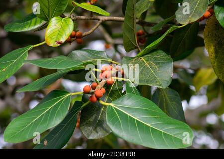Ficus benghalensis rouge couleur fruit ou boter fol et le ancien arbre Banque D'Images