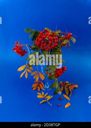 bouquet d'automne de branches de rowan avec baies rouges sur un arrière-plan bleu Banque D'Images