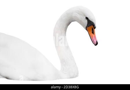 Tête de cygne blanc isolée sur blanc, portrait de cygne Banque D'Images