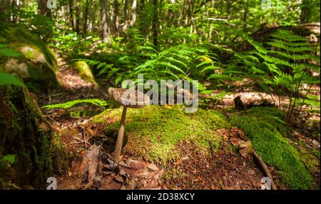 Le champignon de la Grisette (Amanita vaginata) sur un plancher forestier canadien. Sous-badigeonner avec de la mousse et des fougères. Parc national Fundy, Nouveau-Brunswick, Canada. Banque D'Images