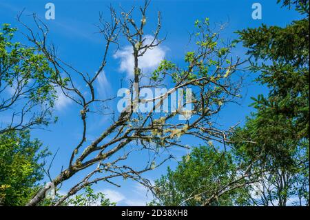 Museau d'arbre avec lichen de barbe (Usnea) accroché de ses branches, sur une forêt acadienne mixte. Sentier Moosehorn, parc national Fundy, Nouveau-Brunswick, Canada Banque D'Images