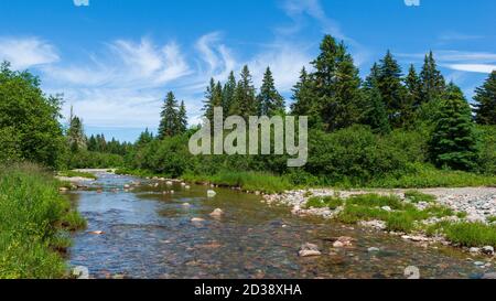 Rivière Broad le long de la piste Moosehorn. Ruisseau calme qui coule à travers une forêt acadienne avec des épinettes rouges. Parc national Fundy, Nouveau-Brunswick, Canada. Banque D'Images