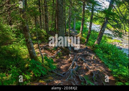 Sentier Moosehorn sur les rives de la rivière Broad. Épinettes rouges à racines exposées, sur une forêt acadienne. Parc national Fundy, Nouveau-Brunswick, Canada Banque D'Images