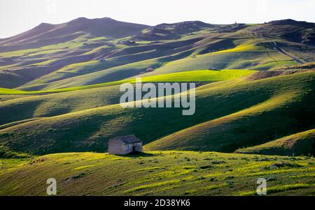 Floraison de collines vallonnées d'un paysage de Sicile avec un rural maison le soir Banque D'Images