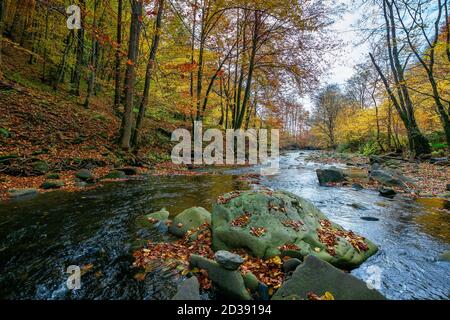 rivière de montagne en forêt de hêtres. magnifique paysage automnal de la forêt carpatique. arbres dans les couleurs d'automne. rochers dans le ruisseau. nature fraîcheur conc Banque D'Images