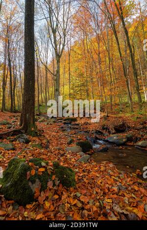 ruisseau dans la forêt. magnifique paysage naturel par une journée ensoleillée d'automne. arbres dans un feuillage coloré. cours d'eau parmi les rochers et les feuilles mortes sur le th Banque D'Images