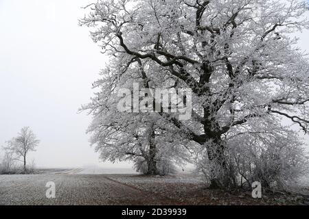Belle photo d'arbres enneigés, un paysage d'hiver Banque D'Images
