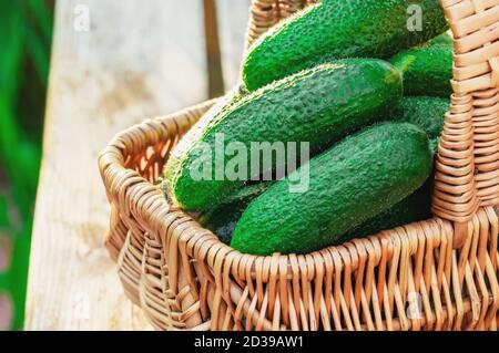 Les concombres verts frais sont collectés dans le panier. Récoltez des concombres sur un banc dans le jardin Banque D'Images