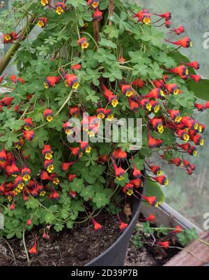 Naturtium tricolore, Tropaeolum tricolor, originaire du Chili. Banque D'Images