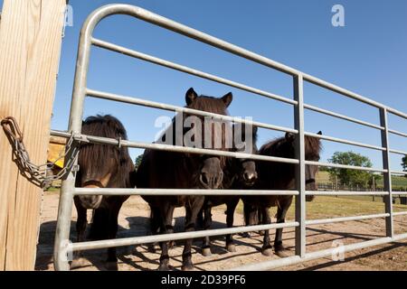 Quatre poneys derrière les barres d'une grille métallique Banque D'Images