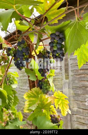 Raisins sur la vigne en serre Banque D'Images
