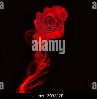 rose et tourbillon de fumée rouge isolée sur fond noir Banque D'Images