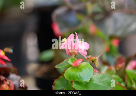 Begonia semperflorens ou Wax Begonia est utilisé comme plante ornementale extérieure. C'est une plante compacte, mondée, succulente, fibreuse enracinée avec Fleshy ste Banque D'Images