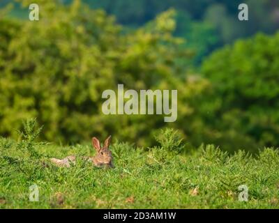 Lapin relaxant Banque D'Images