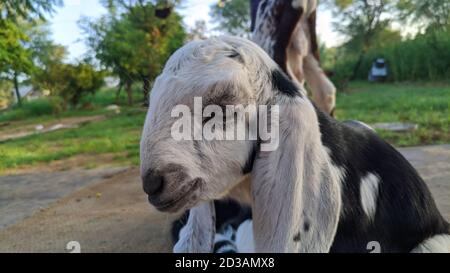 Bouc de chèvre blanc avec des taches noires sans peur dans une terre agricole. Banque D'Images