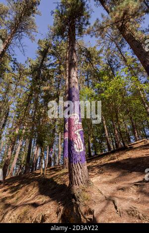 CORTEZUBI, ESPAGNE – 17 AOÛT 2017 : arbres peints dans la forêt Oma. C'est une œuvre d'art créée par Agustin Ibarrola, sculpteur et peintre basque Banque D'Images