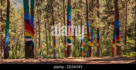 CORTEZUBI, ESPAGNE – 17 AOÛT 2017 : arbres peints dans la forêt Oma. C'est une œuvre d'art créée par Agustin Ibarrola, sculpteur et peintre basque Banque D'Images