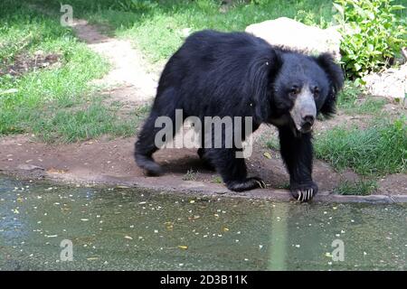 Un ours noir dans son milieu naturel Banque D'Images