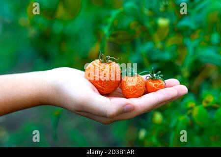 Main d'un enfant tenant trois tomates craquelées sur fond vert flou. Serre, concept agricole. Mise au point sélective. Banque D'Images