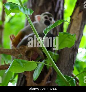 Branche d'arbre verte sur le fond des singes écureuils Banque D'Images