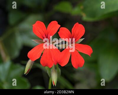 Pélargonium rouge, gros plan de fleurs. Banque D'Images