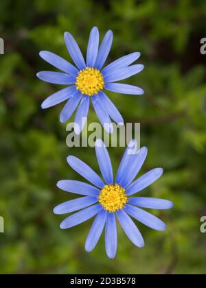 Pâquerette bleue, Felicia amelloides, gros plan de fleurs, d'Afrique du Sud. Banque D'Images