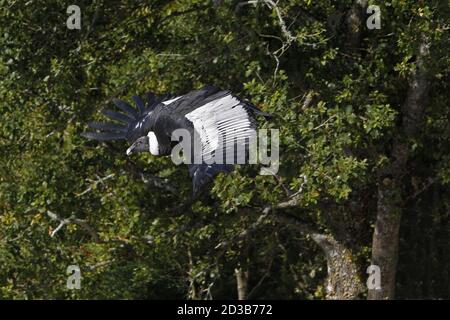 Condor andin, vultur gryphus, Femme en vol Banque D'Images
