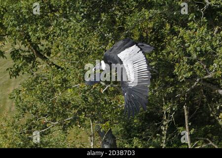 Condor andin, vultur gryphus, Femme en vol Banque D'Images