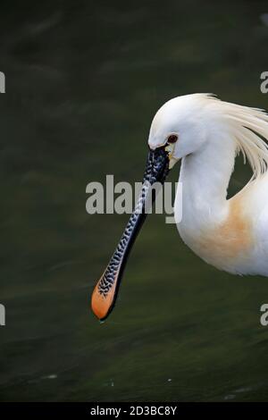 Blanc Spoonbill, platalea leucorodia, adulte Banque D'Images