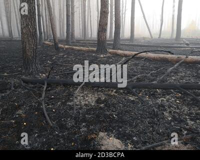 Les tourbières sont en feu. Le feu de forêt et ses conséquences Banque D'Images