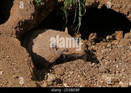 Jaune ou Six-banded Armadillo, euphractus sexcinctus, adulte debout à Den Entrée privée Banque D'Images