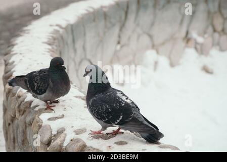 Deux pigeons gris l'un en face de l'autre sur une clôture ronde dans le parc en hiver. Les oiseaux regardent dans les yeux de l'autre. Banque D'Images