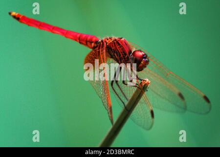 Un Dragonfly mâle à veines rouges (Sympetrum fonscolombii) repose sur une usine de Quezon City, aux Philippines. Banque D'Images